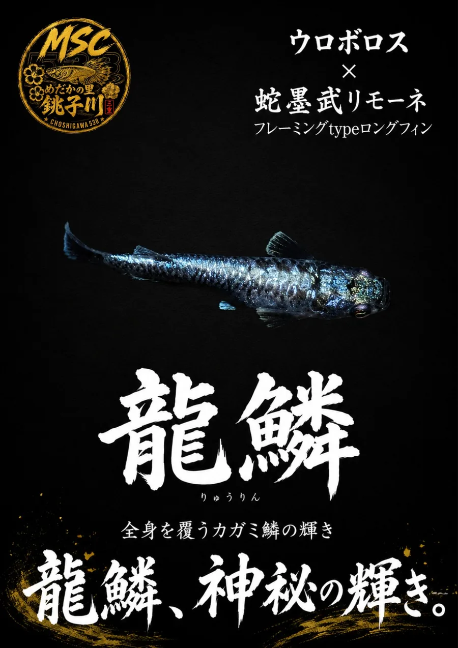 龍鱗の品種紹介ポスター