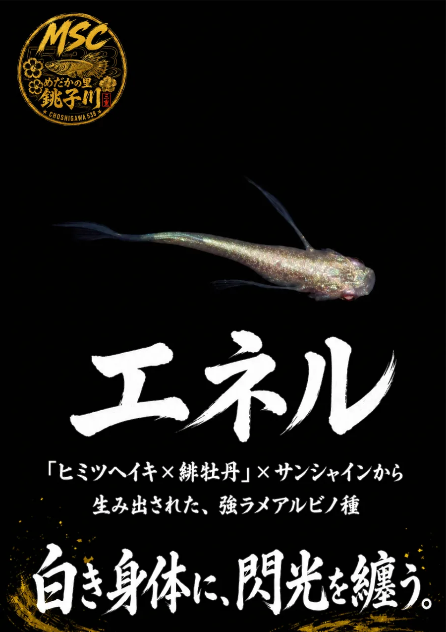 エネルのInstagram作品