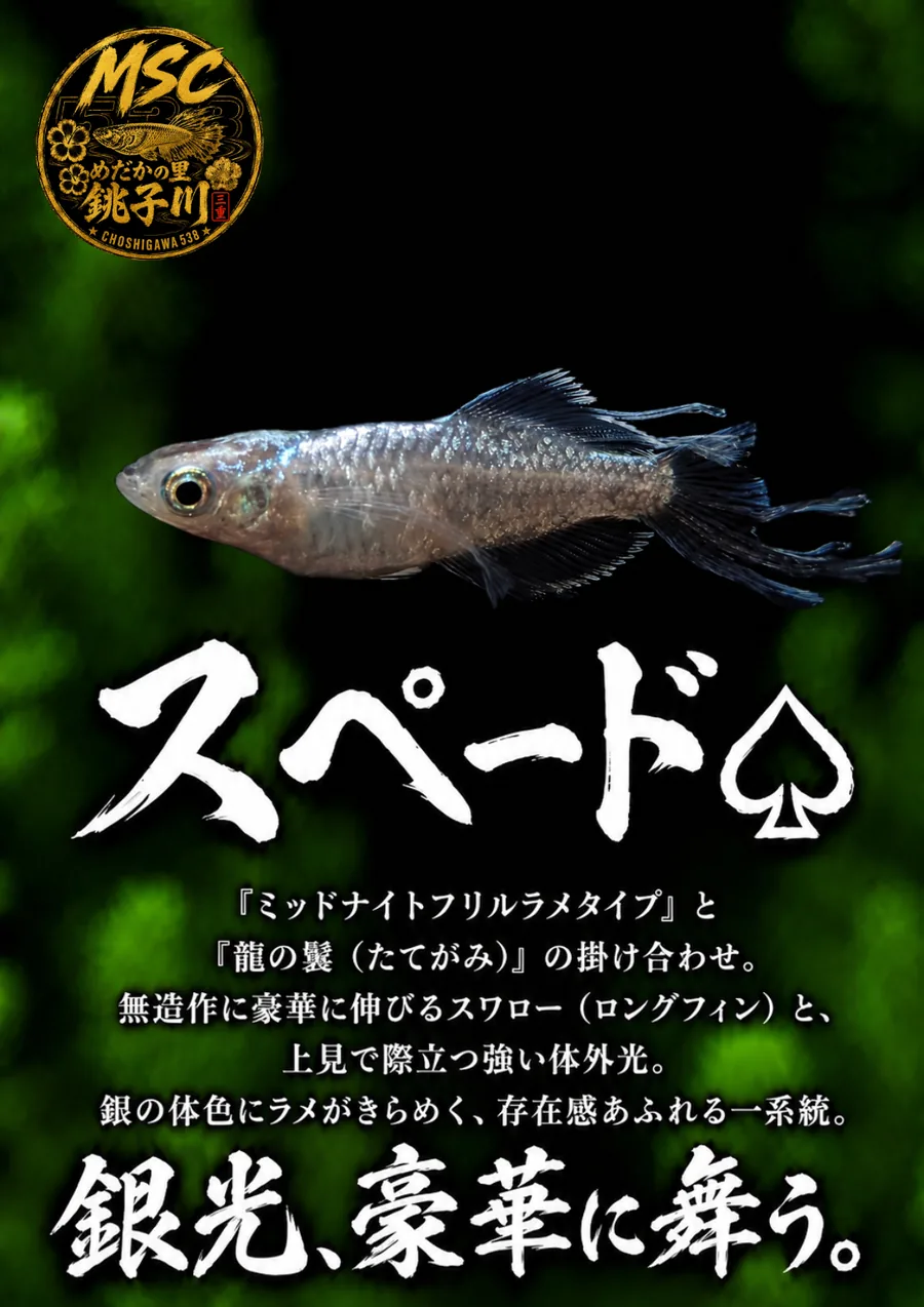 スペードのInstagram作品